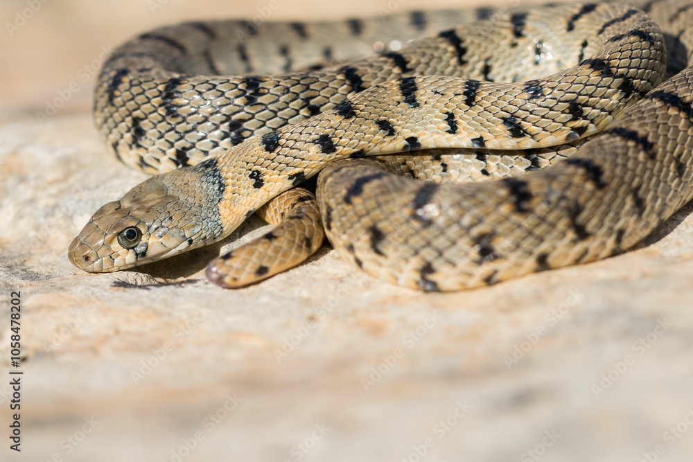 An Algerian Whip Snake, Hemorrhois algirus, found on the Island of Malta, there known as Serp Ahdar An Algerian Whip Snake, Hemorrhois algirus, found on the Island of Malta, there known as Serp Ahdar