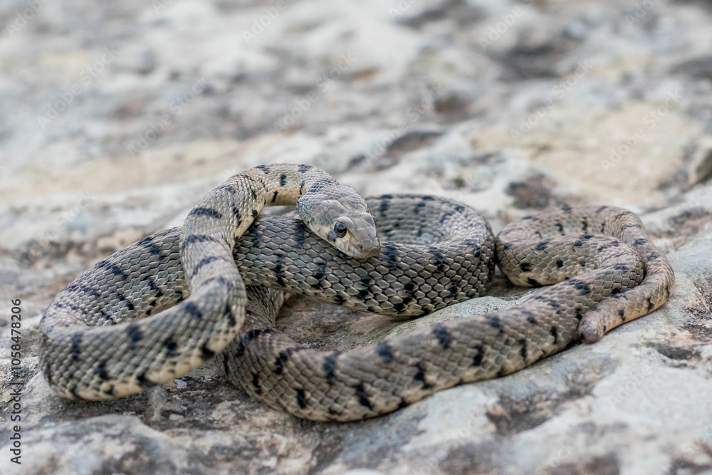 Obraz premium An Algerian Whip Snake, Hemorrhois algirus, found on the Island of Malta, there kno