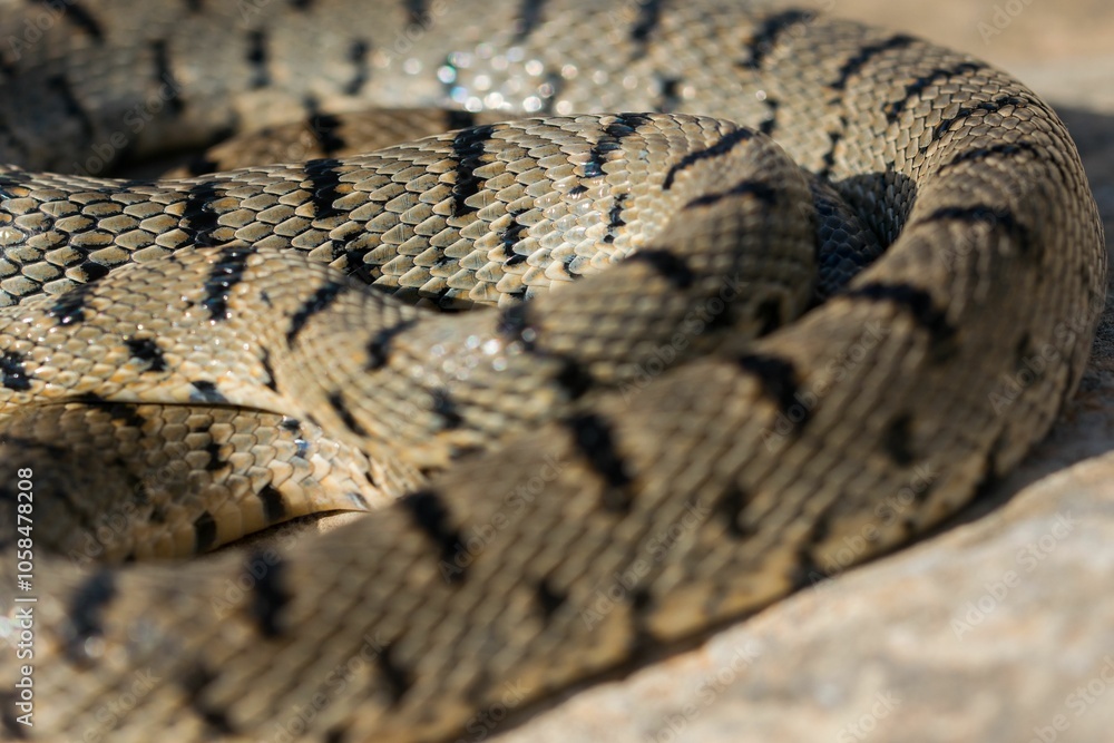 An Algerian Whip Snake, Hemorrhois algirus, found on the Island of Malta, there kno An Algerian Whip Snake, Hemorrhois algirus, found on the Island of Malta, there kno