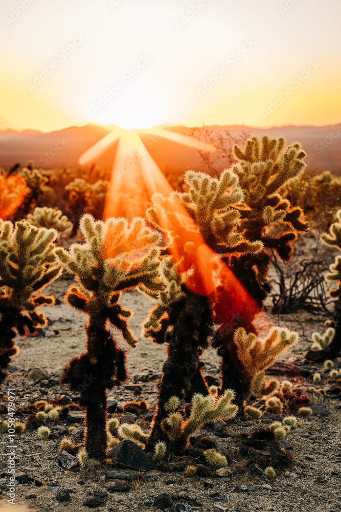 Sunburst over desert cacti in warm golden light at sunset Sunburst over desert cacti in warm golden light at sunset