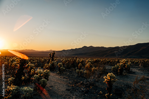 Cholla cactus field in golden sunset light with distant mountains photo