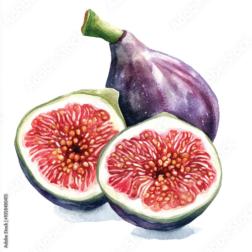  Fig fruit watercolor clipart illustratration