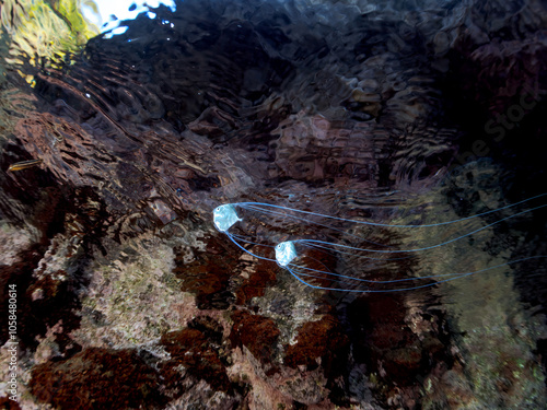 水面を漂う半水面撮影。
浅瀬を泳ぐ美しいイトヒキアジ（アジ科）の幼魚のトリオ。
英名学名：African pompano, Alectis ciliaris
静岡県伊豆半島賀茂郡南伊豆町中木ヒリゾ浜2024年
 photo