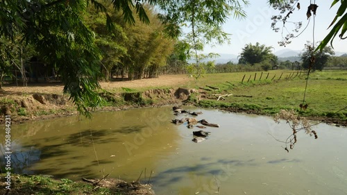 Buffaloes in lake
