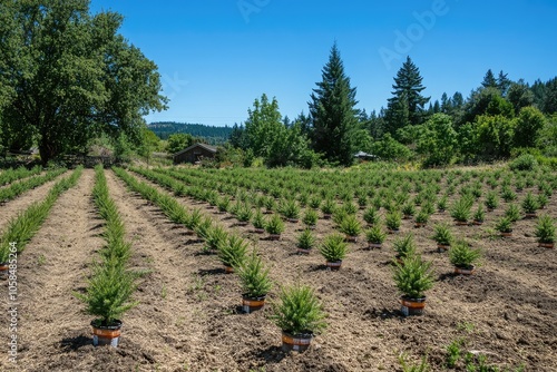 Nursery growing evergreen saplings in pots on a farm photo