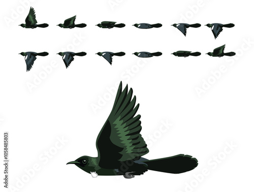 Tui Bird New Zealand Flying Animation Sequence Cartoon Vector