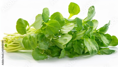 Watercress on white background. Watercress Isolated.