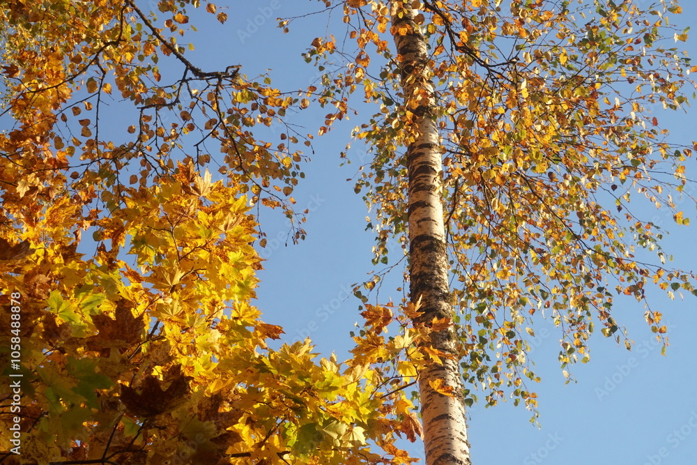 Fototapeta premium Color photo of maple and birch trees in autumn forest. Fragment of autumn trees