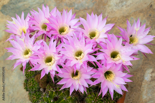 Obraz na płótnie A beautiful type of cactus blooms magnificently, its scientific name is; echinopsis oxygona or Echinopsis eyriesii w salonie
