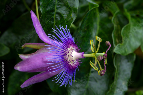 Passiflora amethystina, a species of passion flowers (passion vines). photo