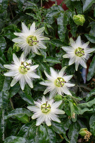 Ivy plant genus. Scientific name; Passiflora caerulea Constance Elliot photo