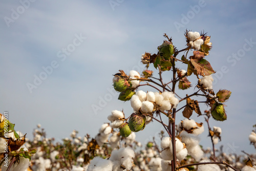 Cotton field (Turkey - Izmi...
