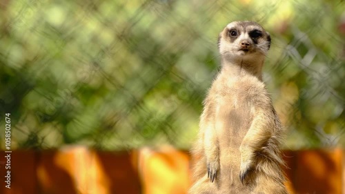 The meerkat at the zoo keeping watch