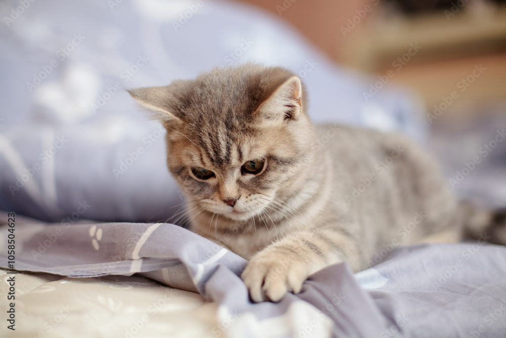 Small gray lop-eared British kitten plays on the bed at home Small gray lop-eared British kitten plays on the bed at home