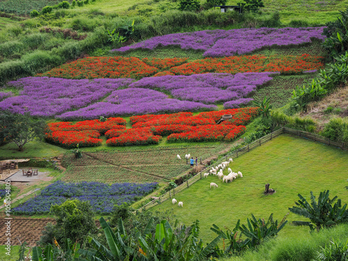 Beautiful landscape view of rice terrace and small house photo