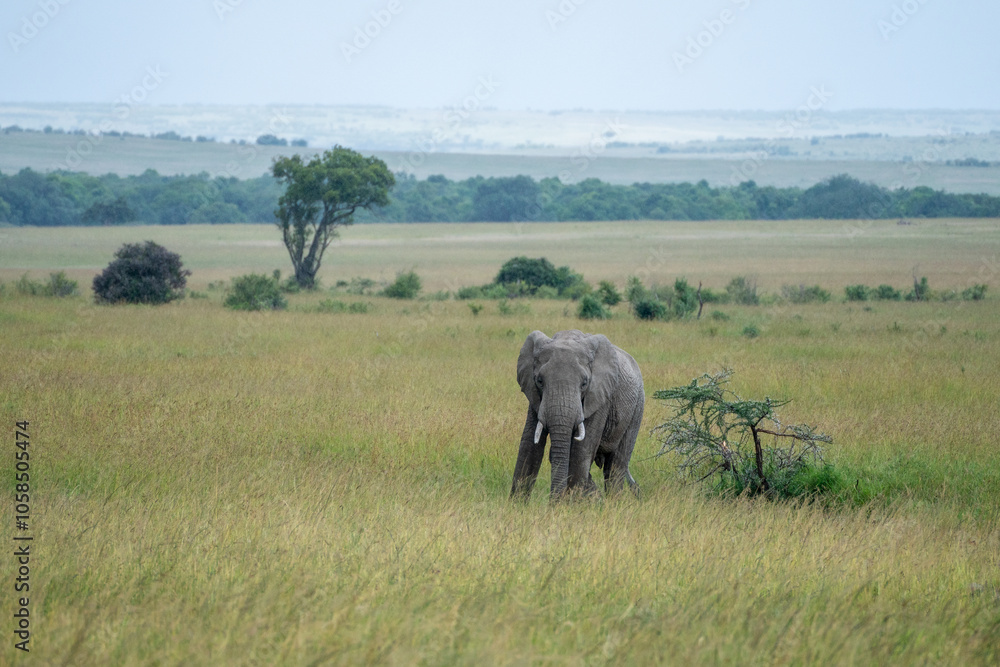 Big elephants in their habitat, Masai Mara Reserve, Kenya Big elephants in their habitat, Masai Mara Reserve, Kenya