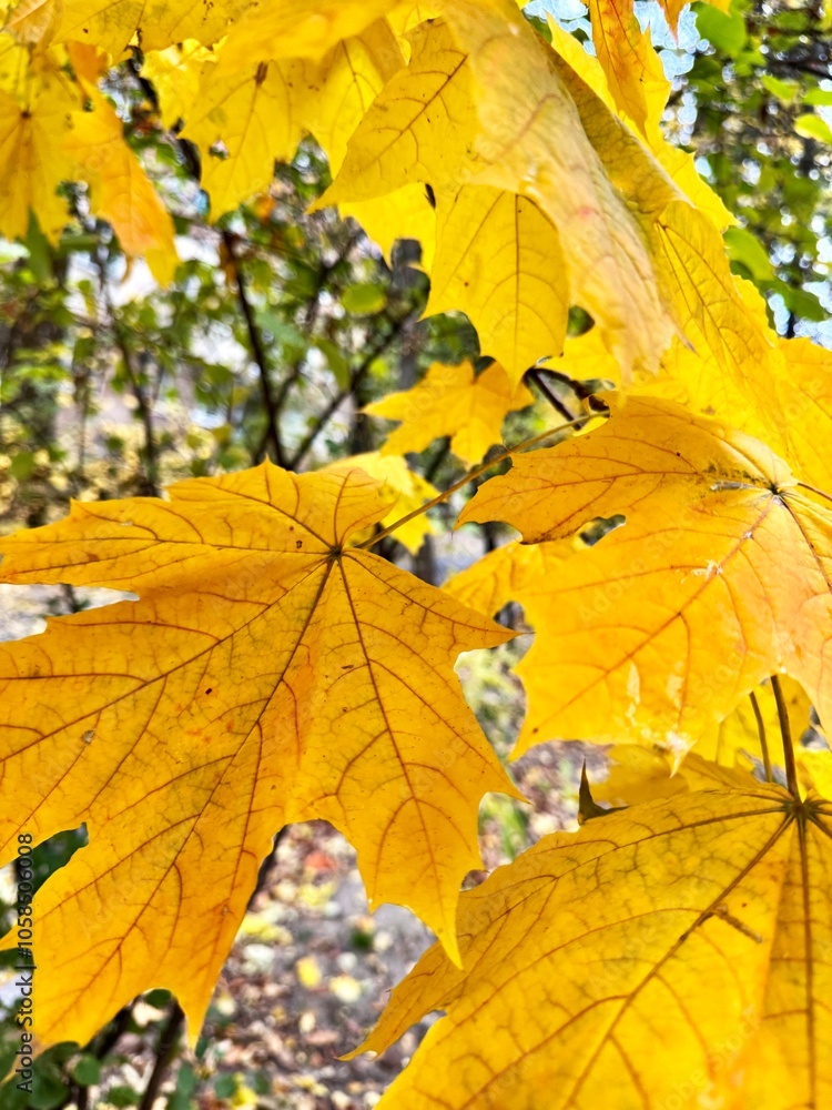 Obraz premium Yellow maple leaves close up. Background. Texture.