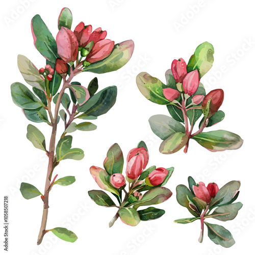 Watercolor vector of Bearberry plant, isolated on a white background, Bearberry painting