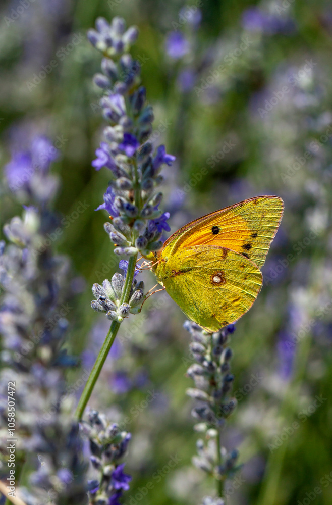 Yellow butterfly (Colias croceus) feeding on flower nectar