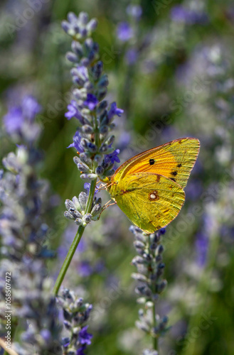 Obraz na płótnie Yellow butterfly (Colias croceus) feeding on flower nectar w salonie