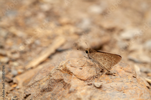Little Skipper Butterfly Le...