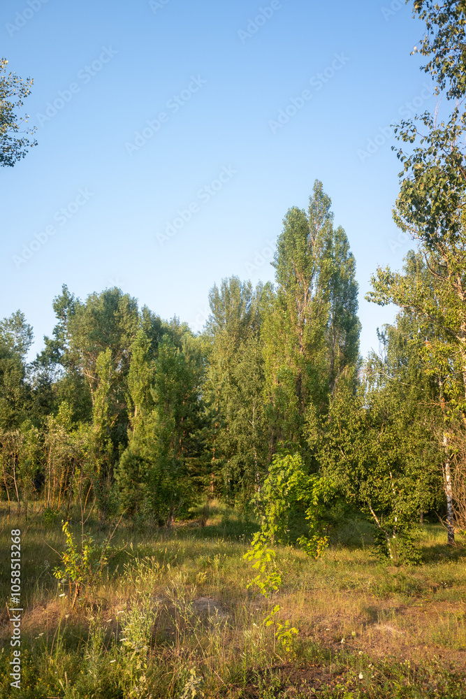 A field of trees with a blue sky in the background A field of trees with a blue sky in the background