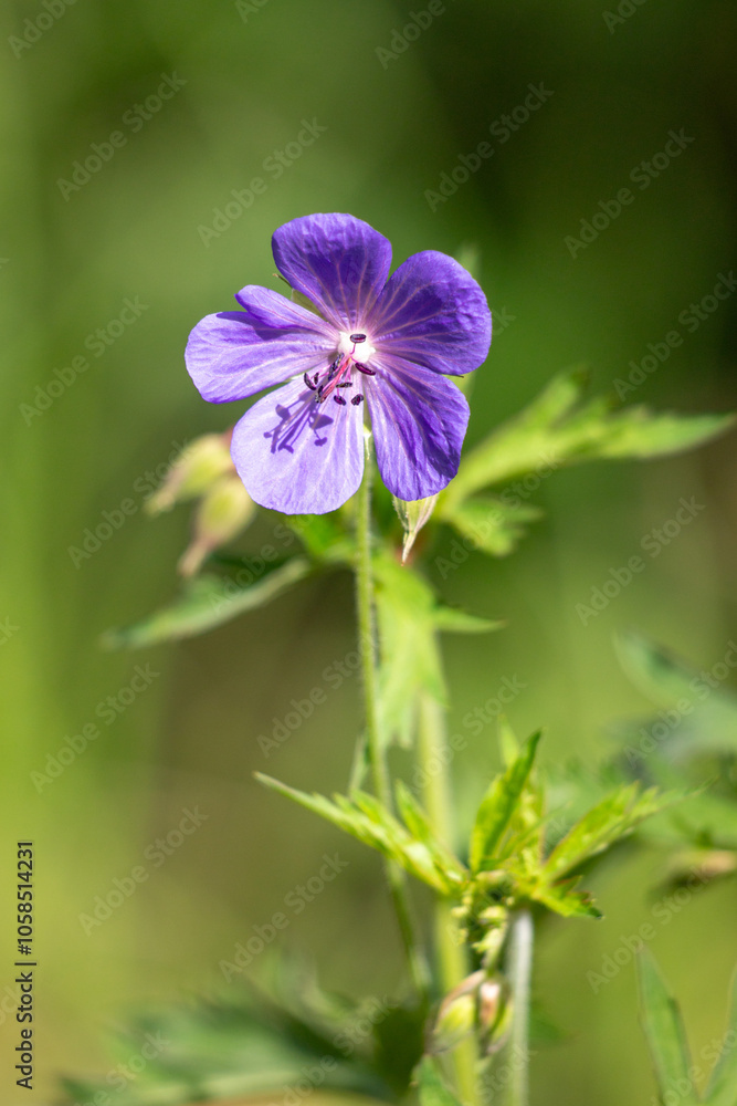 A purple flower with a green stem A purple flower with a green stem