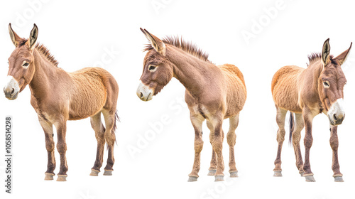 Side View Collection of Donkeys on a Transparent Background Generative AI photo