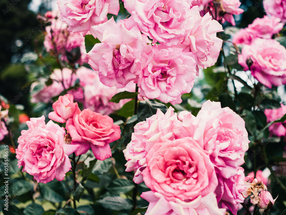 Roses in the garden Roses in the garden
