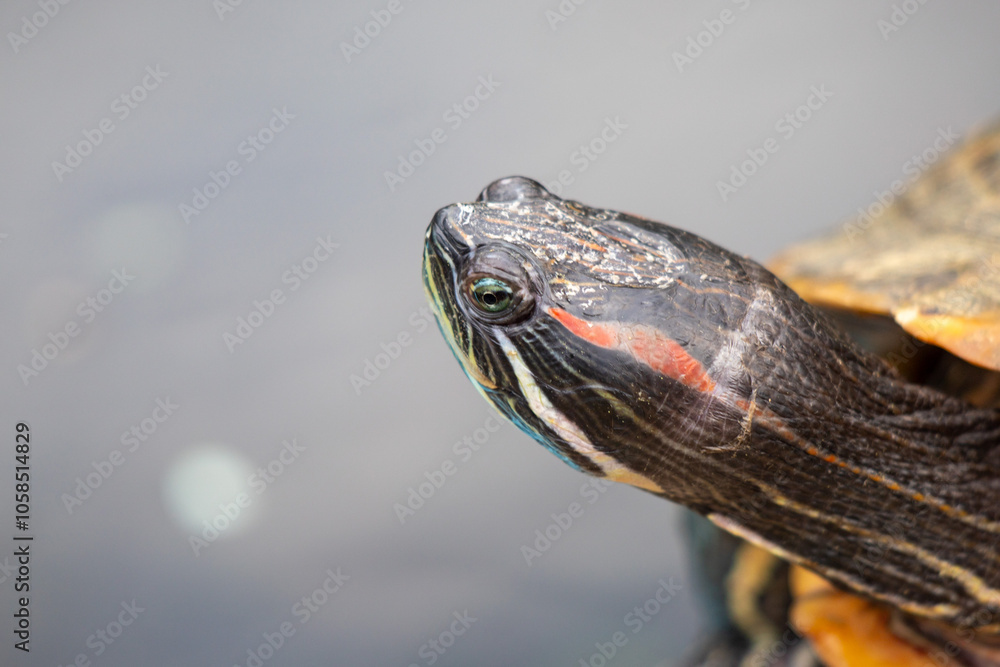 A turtle with a red and white stripe on its face A turtle with a red and white stripe on its face