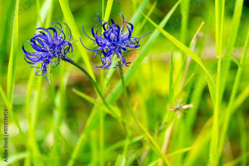 Kugelige Teufelskralle (Phyteuma orbiculare) photo