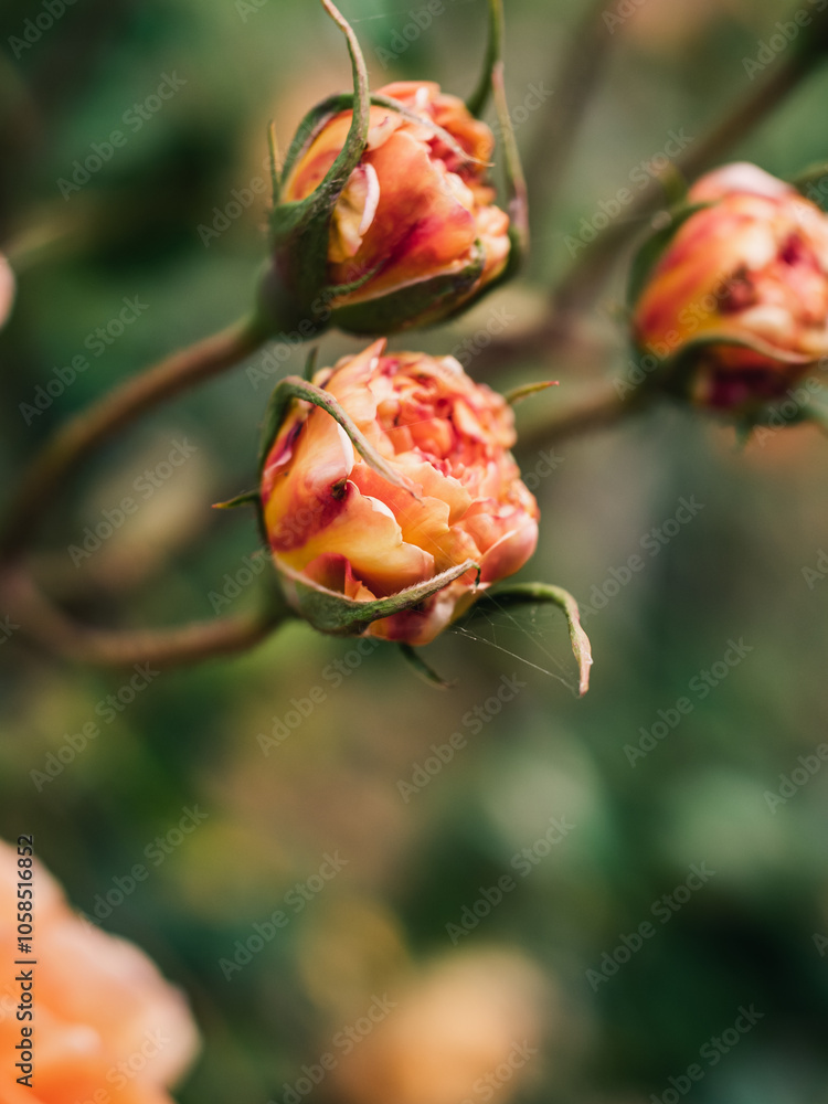 custom made wallpaper toronto digitalRoses in the garden