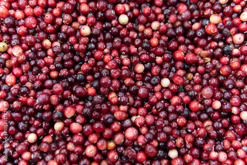 Wall Mural lingonberry market fruit food organic cranberry red fresh ripe healthy harvest b