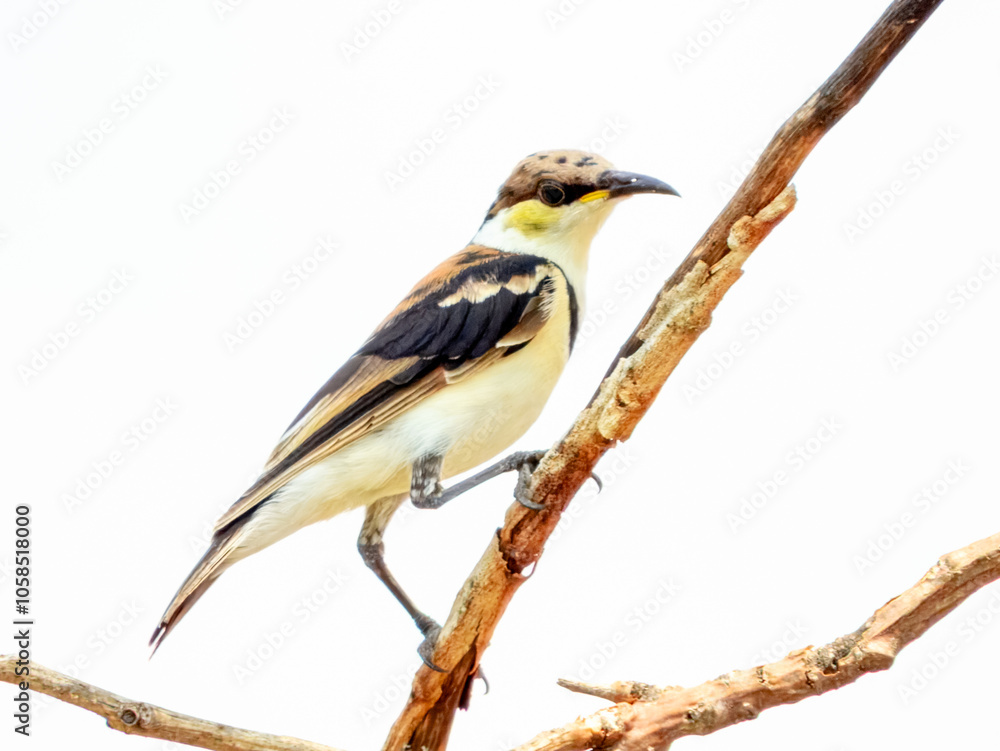 Fototapeta premium Banded Honeyeater (Cissomela pectoralis) in Australia