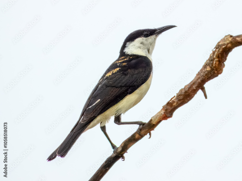 Banded Honeyeater (Cissomela pectoralis) in Australia Banded Honeyeater (Cissomela pectoralis) in Australia