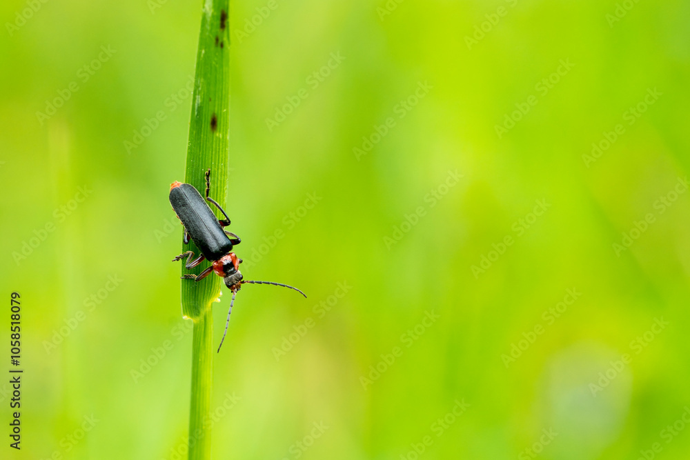 Fototapeta premium Gemeiner Weichkäfer (Cantharis fusca)