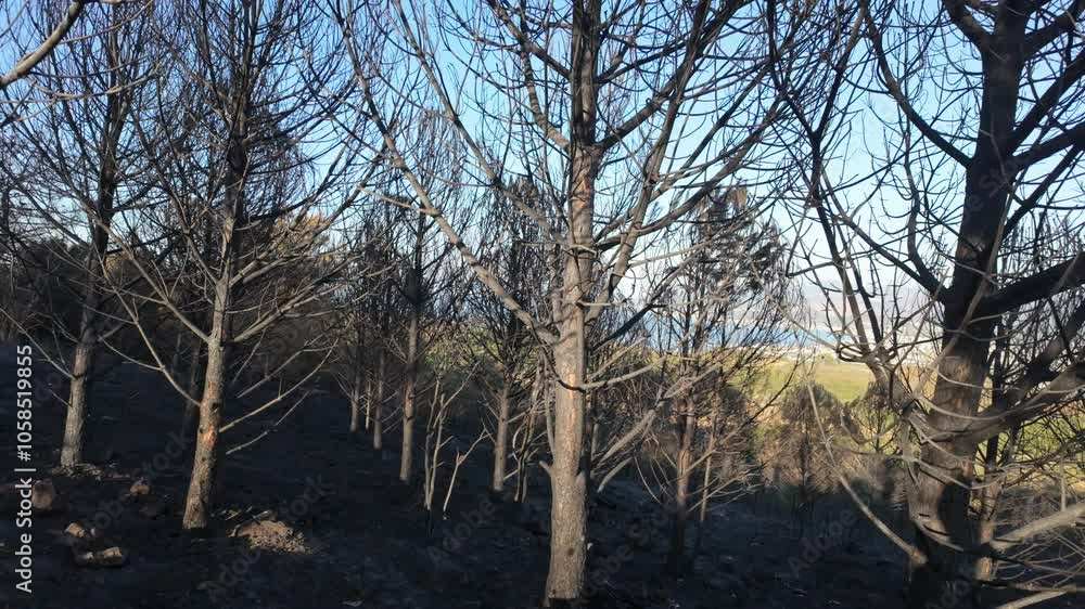 Completely burnt trees after fire in a forest . High quality 4k footage Completely burnt trees after fire in a forest . High quality 4k footage