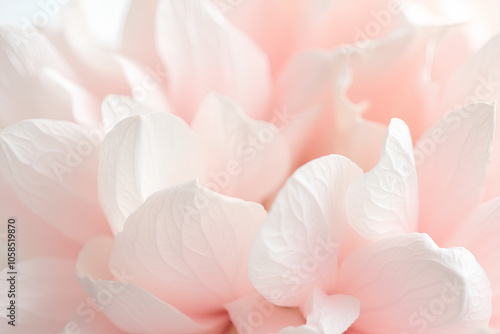 Nature abstract of flower petals,transparent leaves with natural texture as natural background or wallpaper. Macro texture, neutral color aesthetic photo with veins of leaf, botanical design