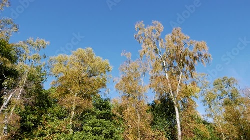 Silverbirch trees, Betula pendula against a blue sky in Autumn. October. UK photo