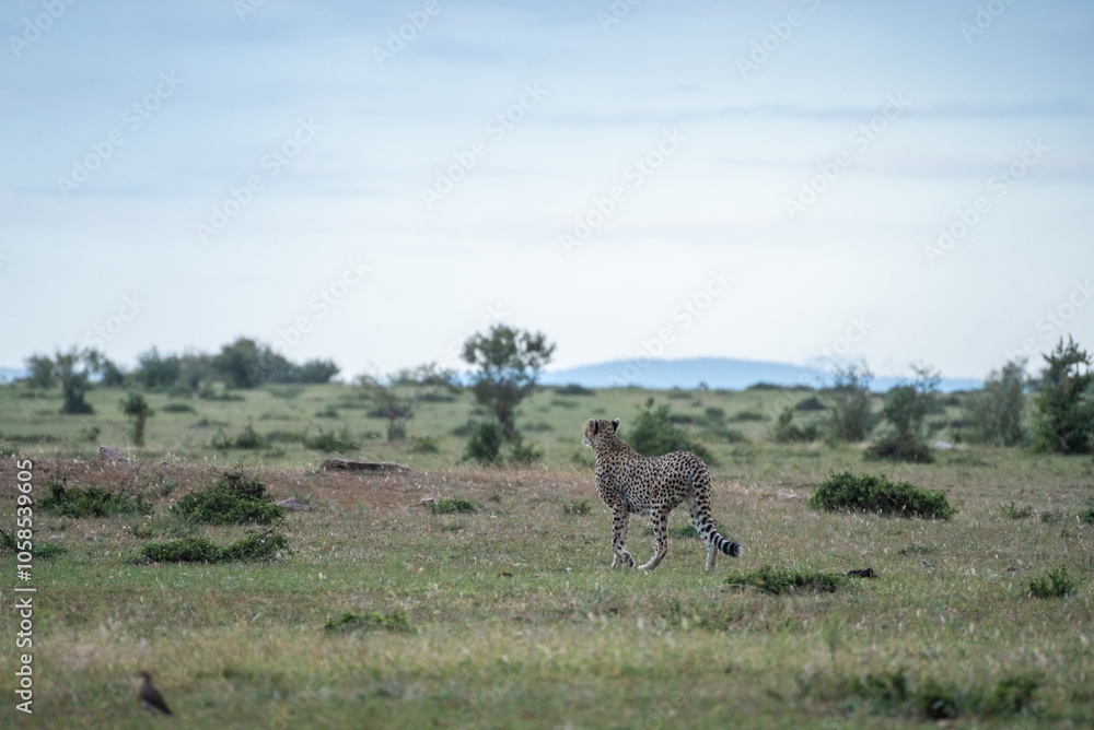 A cheetah is gracefully walking through a African lush field, Masai Mara, Kenya A cheetah is gracefully walking through a African lush field, Masai Mara, Kenya