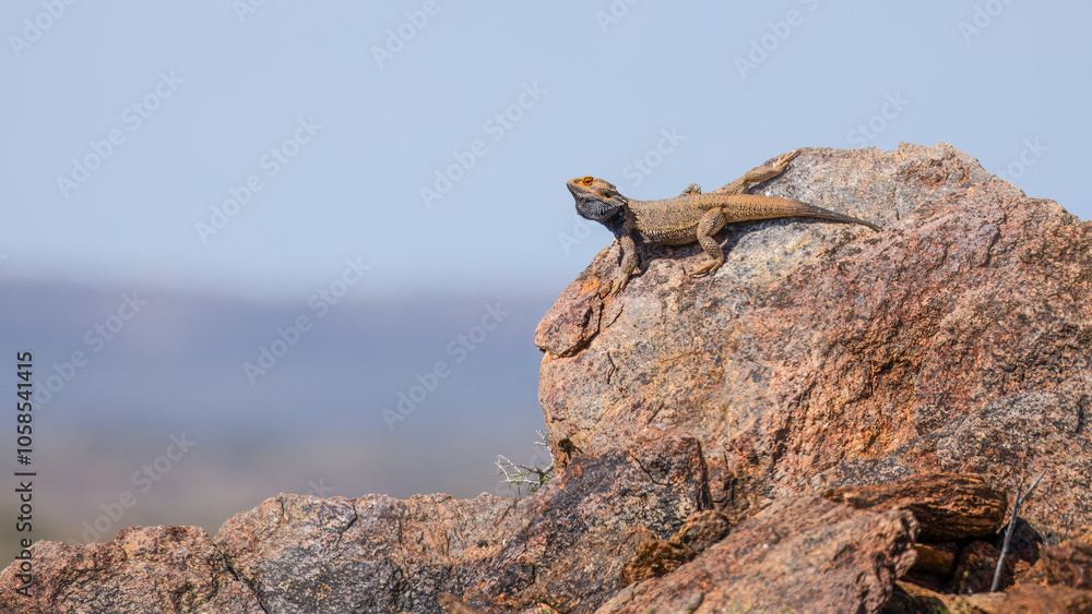 A bearded dragon, a lizard with beard like frills, found in dry country, sits on a rock against a blurred background in the Living Desert State Park near Broken Hill in New South Wales, Australia. A bearded dragon, a lizard with beard like frills, found in dry country, sits on a rock against a blurred background in the Living Desert State Park near Broken Hill in New South Wales, Australia.