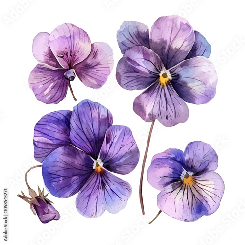 Watercolor painting of violet flower, isolated on a white background, violet flower vector