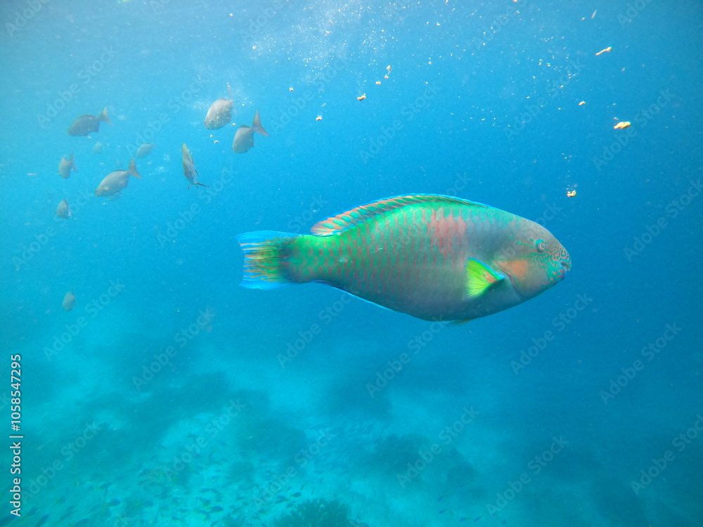 Fototapeta premium Papageienfisch 