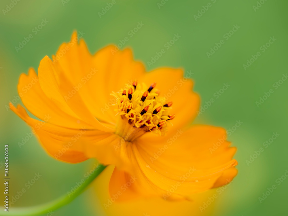秋の公園や花壇を彩るコスモス（キバナコスモス）のある風景。背景。自然風景素材。