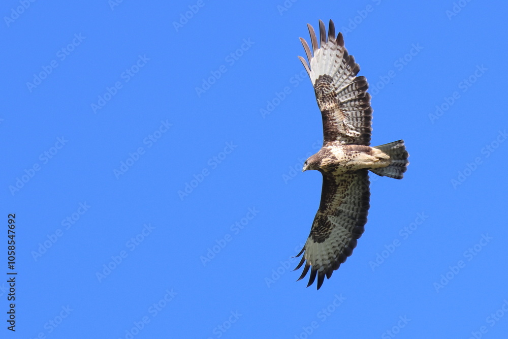 Obraz premium in cielo