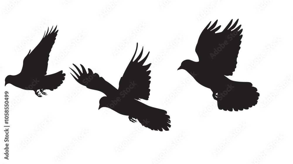 Obraz premium Doves silhouette isolated in White background