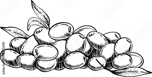Olive fruit and berries with leaves in black ink line art. Olive tree harvest, healthy snack. Hand drawn vector illustration for cosmetics or food products label, price list. Isolated from background