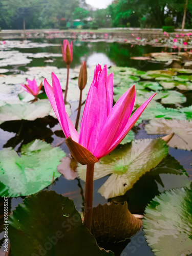 a pink lotus flower with green leaves that floats in a lake Indonesia