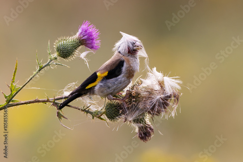 Ein lustiger Singvogel mit Hut aus Distelsamen