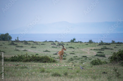 Witness antelope and deer grazing peacefully, Hells Gate National Park, Kenya photo